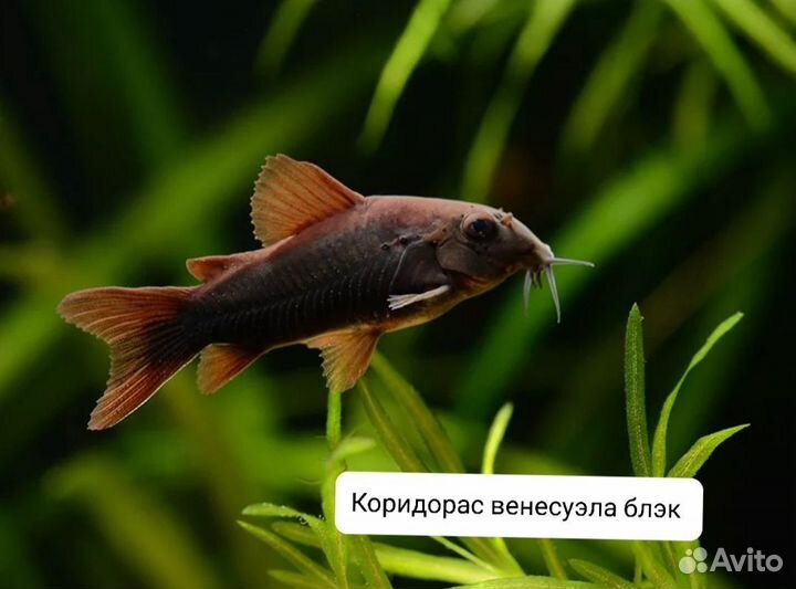 Аквариумные рыбки