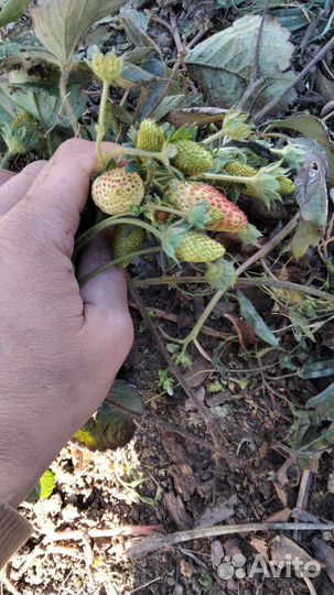 Рассада ремонтантной клубники