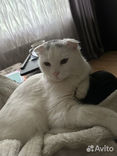 Кошечка вислоухая отдам в очень хорошие руки