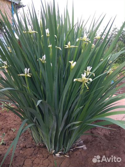 Многолетники