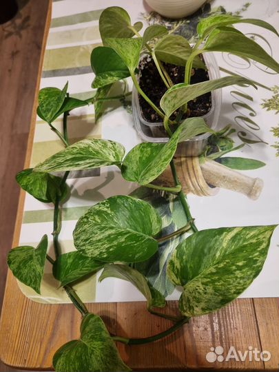 Сциндапсус/Эпипремнум марбл квин