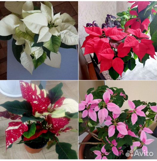 Комнатные цветы