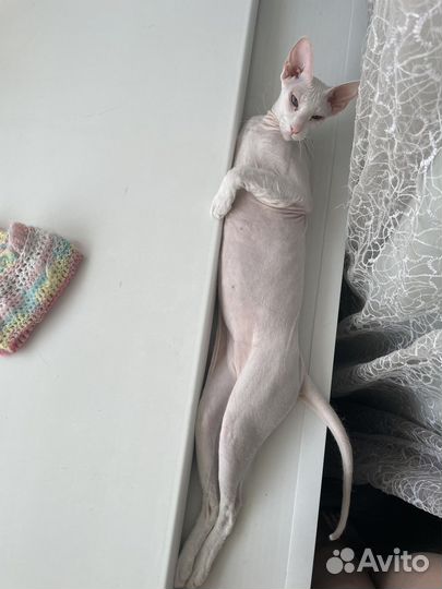 Сфинкс Петерболд,вязка