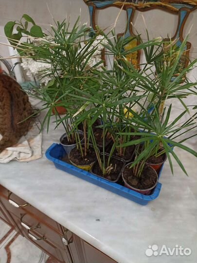 Циперус папирус