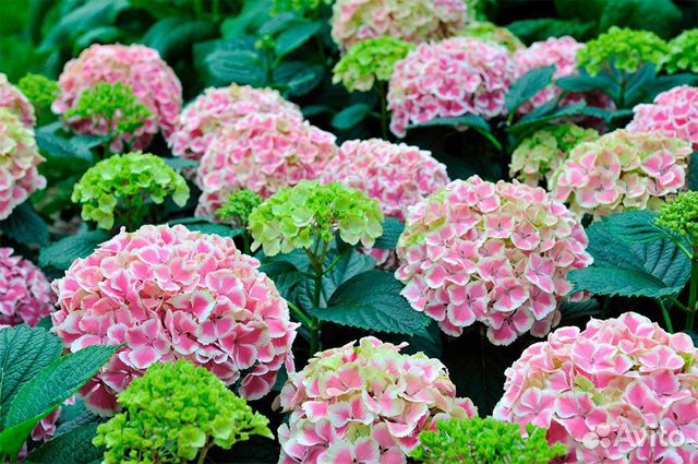 Гортензия крупнолистная Пеперминт