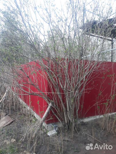 Сирень белая. Золотой корень, родиола розовая