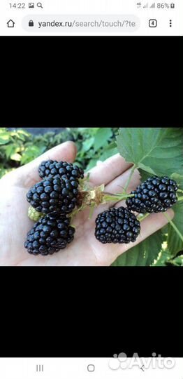 Ежевика безигольчатая