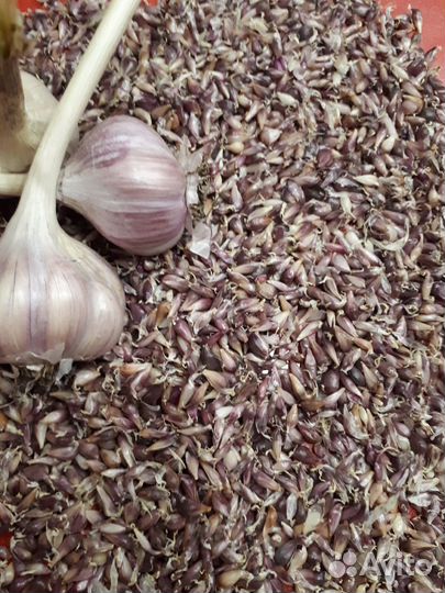 Семена чеснока(бульбочка,однозубка,зубок)