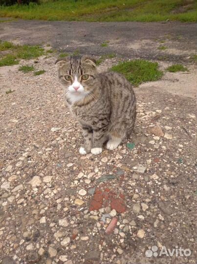Шотландский вислоухий кот метис