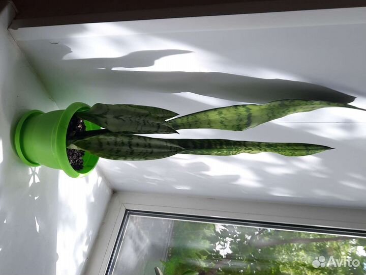 Цветы щучий хвост