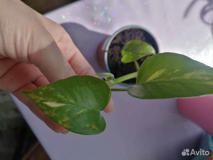 Комнатные растения обмен