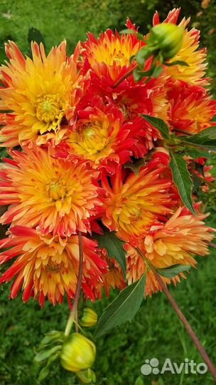 Сезонные цветы