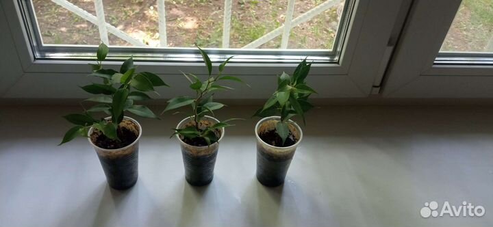 Мирт черенки