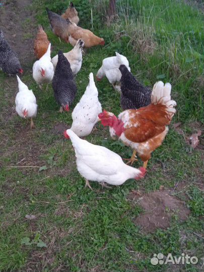 Домашние куриные яйца,инкуб. яйца. Молоко, творог