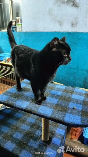 Кошка Василиса в дар. Доставка