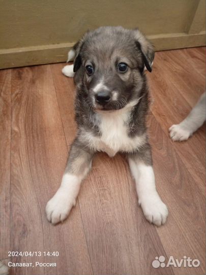 Щенки помесь