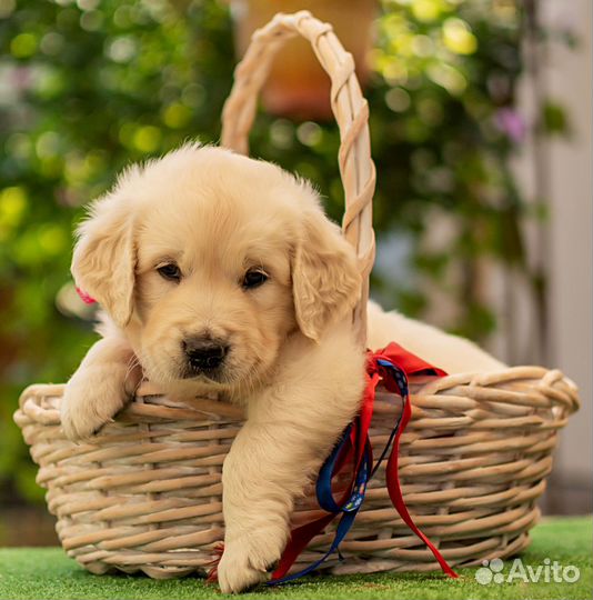 Алиментный щенок