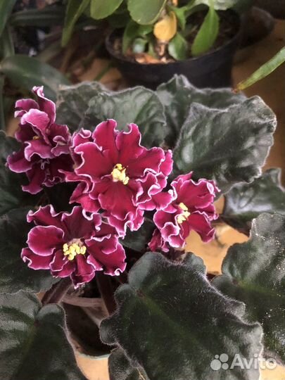 Фиалка в горшке цветет