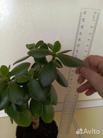 Толстянка крассула