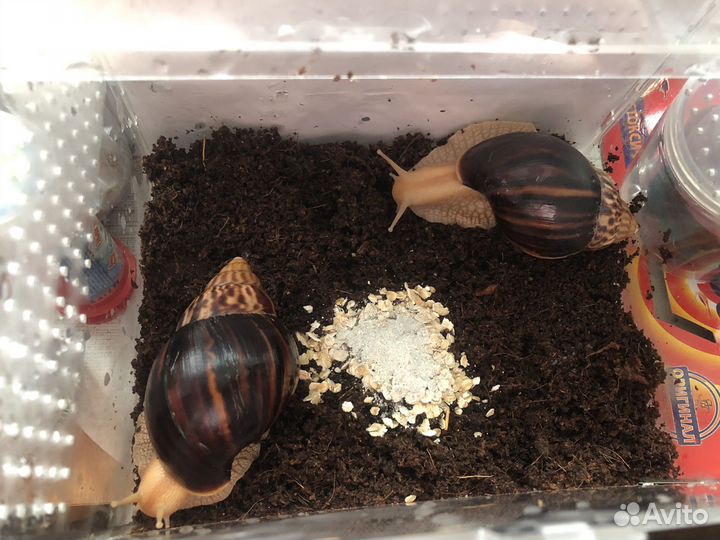 Улитки ахатины бесплатно