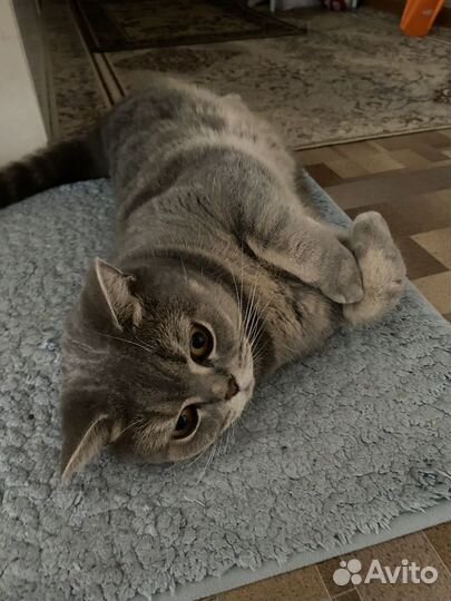 Шотландская кошка