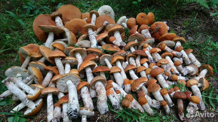 Грибы: Белые, Боровики, Подосиновики, Подберезовик