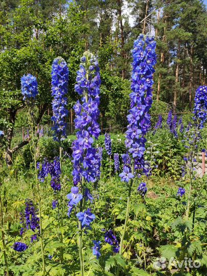 Дельфиниум