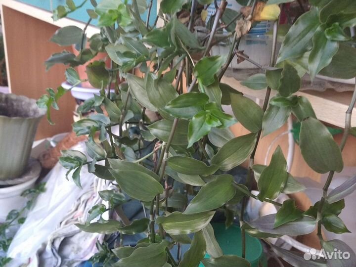 Комнатные растения