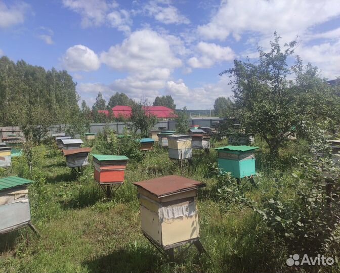 Мёд из Башкирии