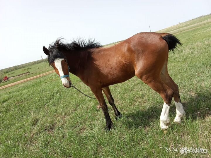 Продаётся жеребец