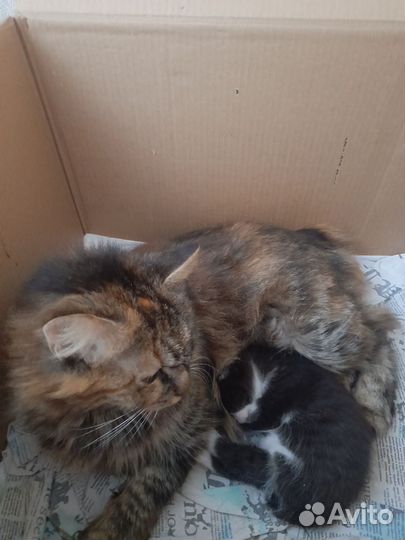 Курильский бобтейл