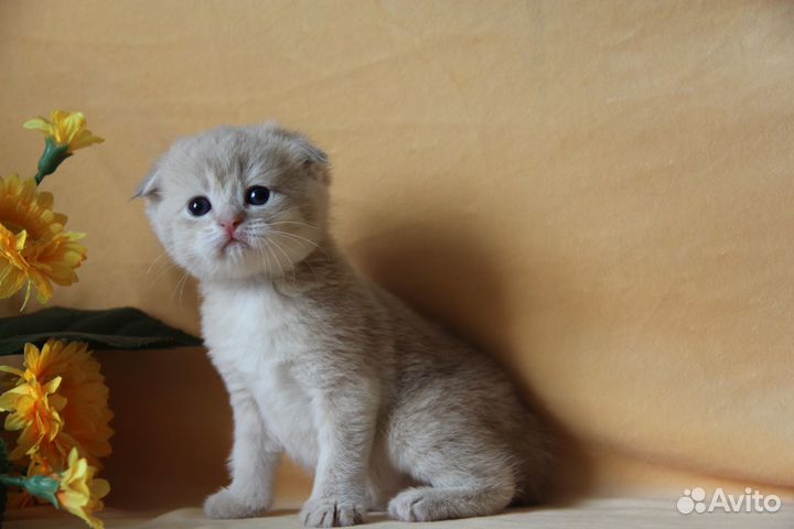 Золотые малыши