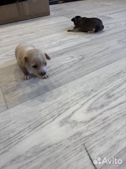 Той-терьер щенки