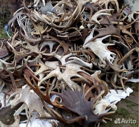 Рога лося косули