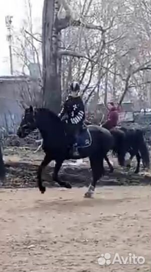 Конная амуниция обмен/продажа