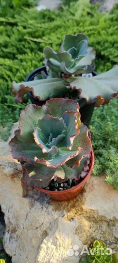 Суккуленты редкие.Эхиверии.Садики