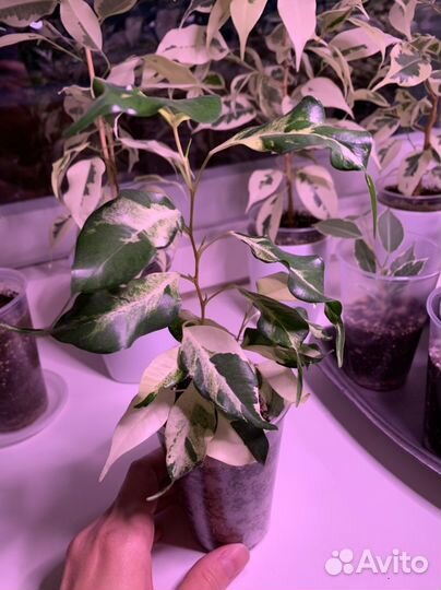 Фикус керли