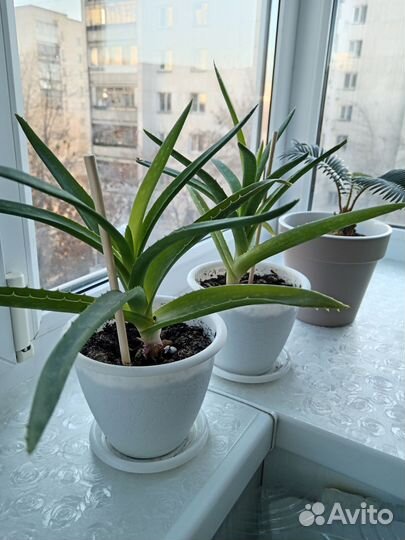 Алоэ (взрослый)