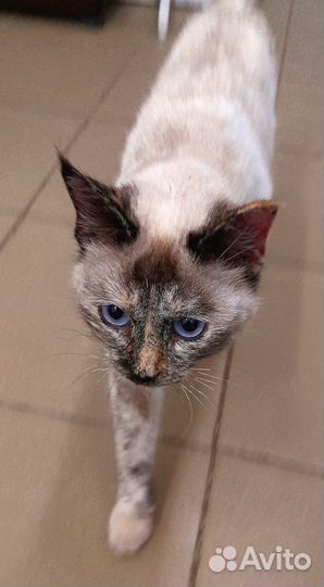 Кошка в добрые руки