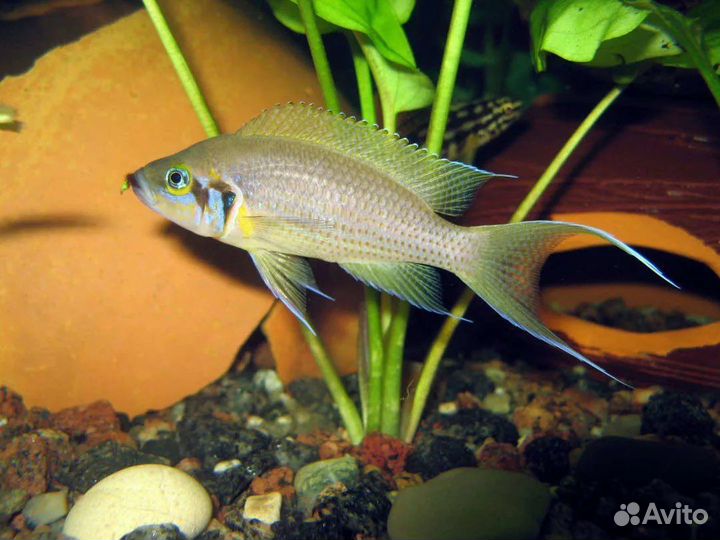 Аквариумные рыбки-принцесса бурунди