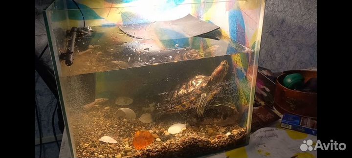Черепаха с аквариумом 60 литров
