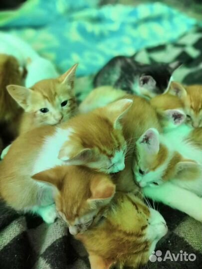 Котята в добрые руки мальчики и девчки