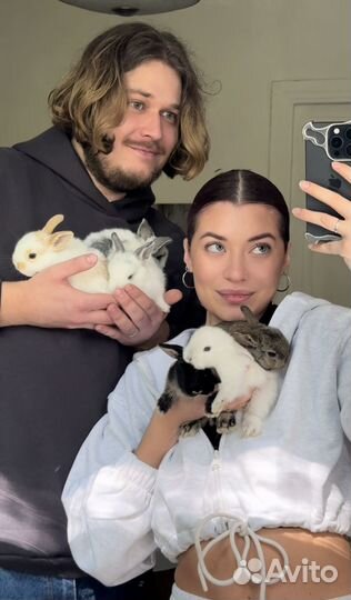 Декоративный карликовый кролик (10 крольчат)