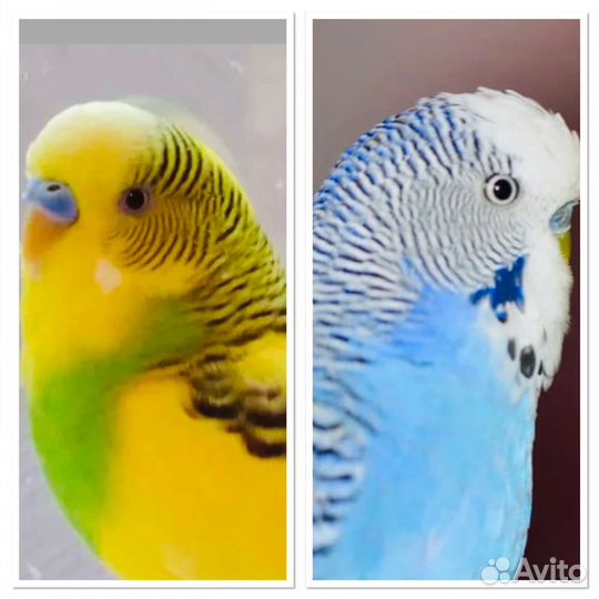 Волнистый попугай,какарик, корелла