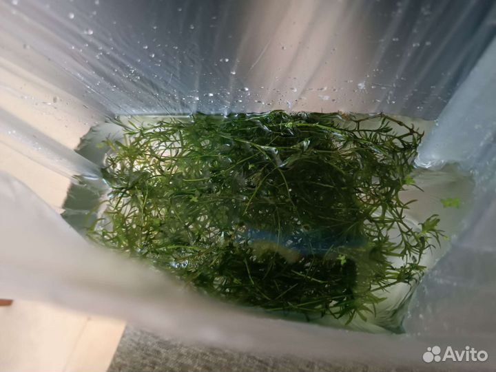 Наяс аквариумные растения