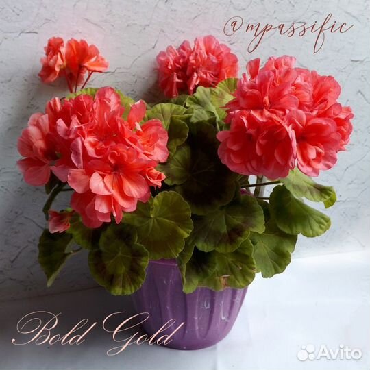 Пеларгония Bold Gold