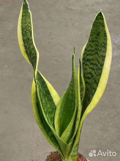 Сансевиерия лауренти
