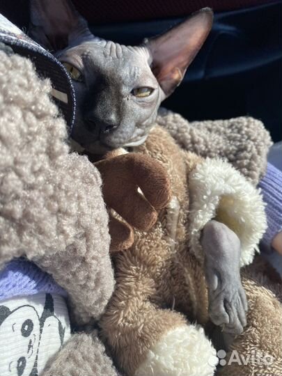 Канадский сфинкс вязка