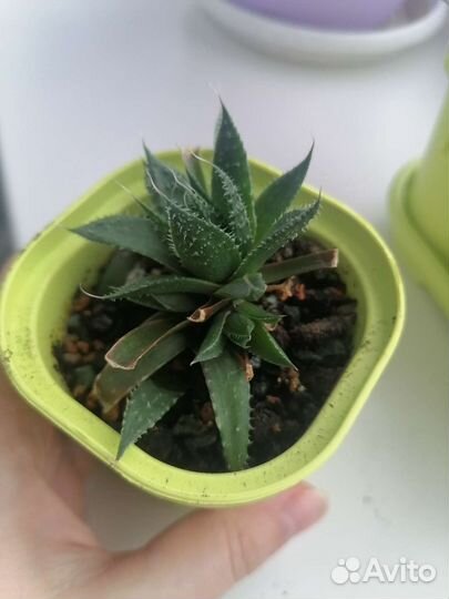 Алоэ микс с детками