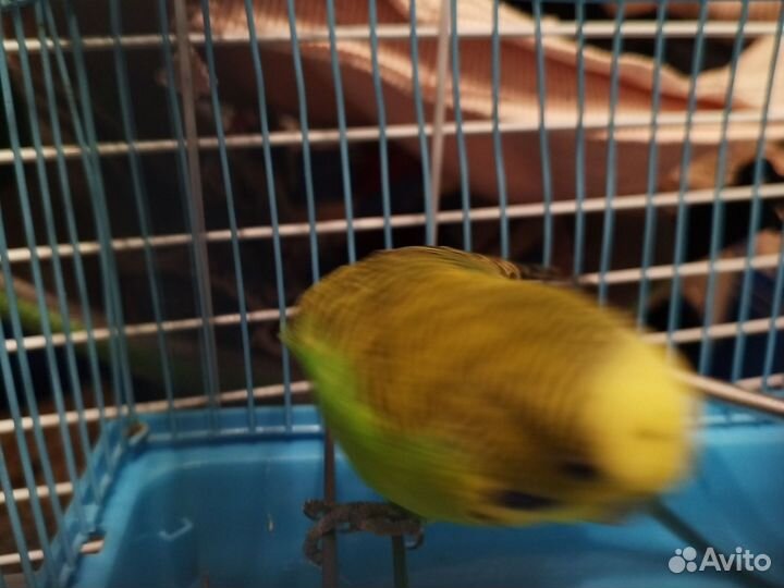 Волнистый попугай девочка